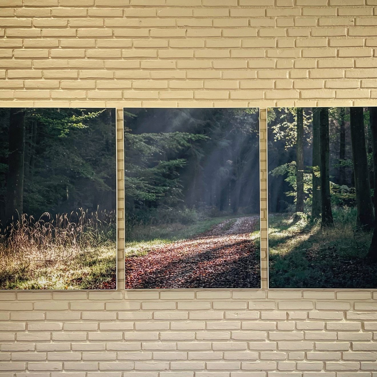 ”Skovvej på Nordfyn i morgenlyset”